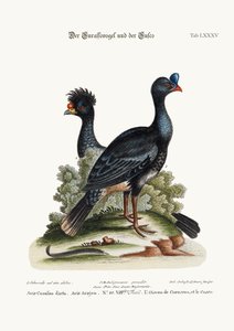 De Curasso-vogel en de Cushew-vogel, 1749-73
